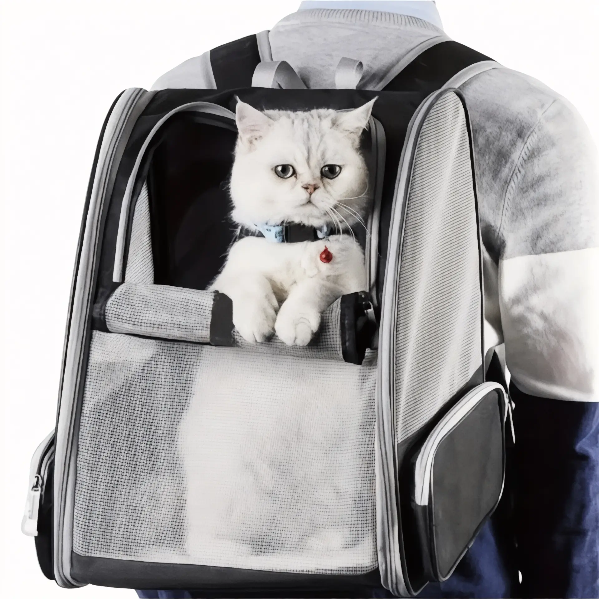 Sac à dos pour transport chat adulte et chaton - Havresacs - HavreS