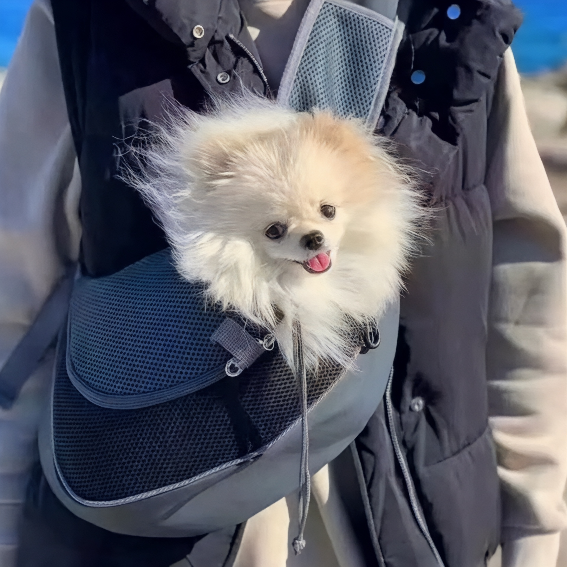 Sac bandoulière respirant pour chien EasyDog – Havresacs